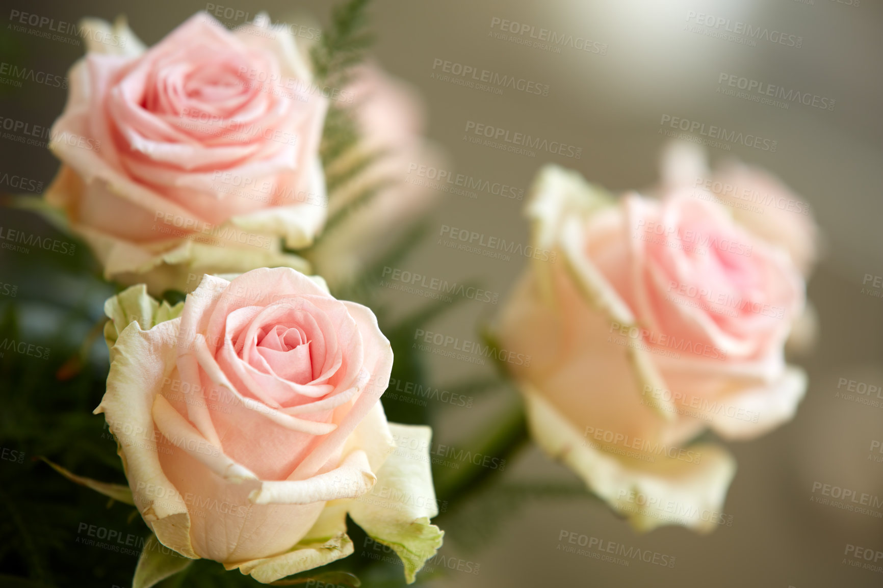 Buy stock photo A beautiful red and pink roses in a vase