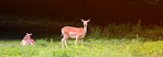 Deer (fallow deer)