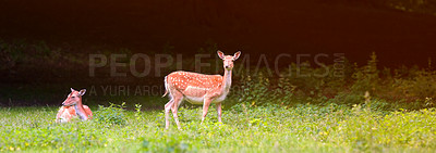 Buy stock photo A female deer (fallow dear) in natural setting