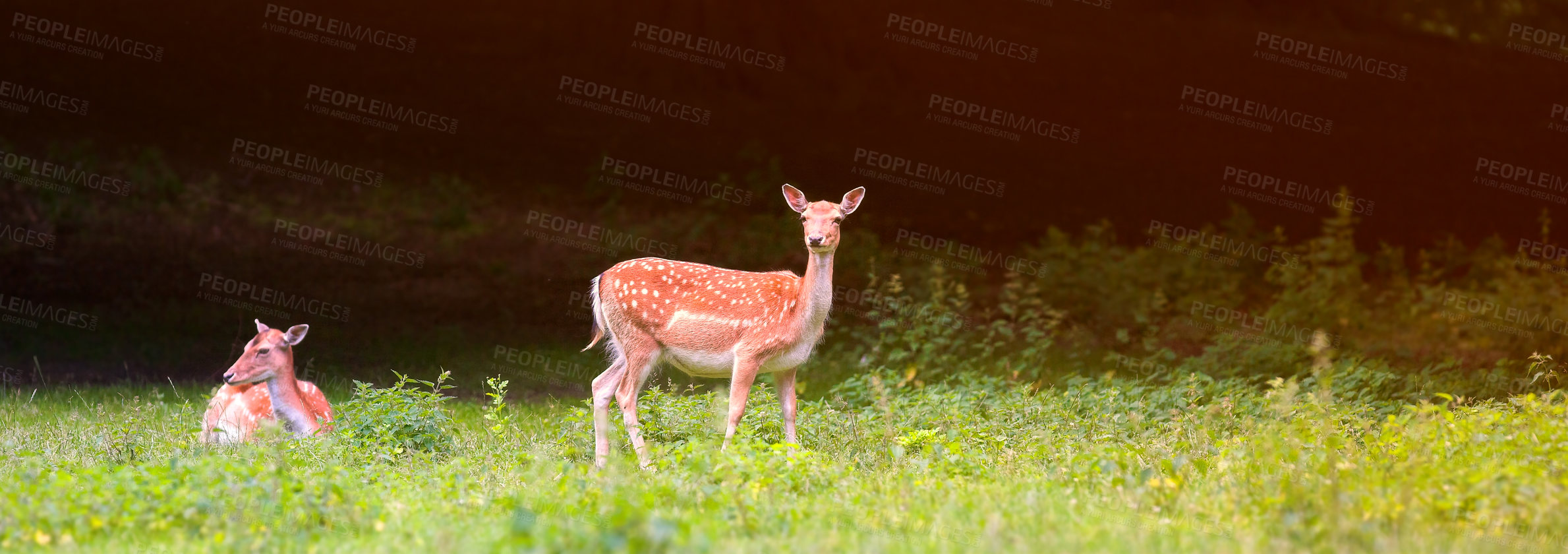 Buy stock photo A female deer (fallow dear) in natural setting