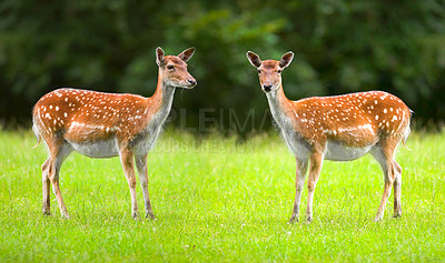 Buy stock photo A female deer (fallow dear) in natural setting