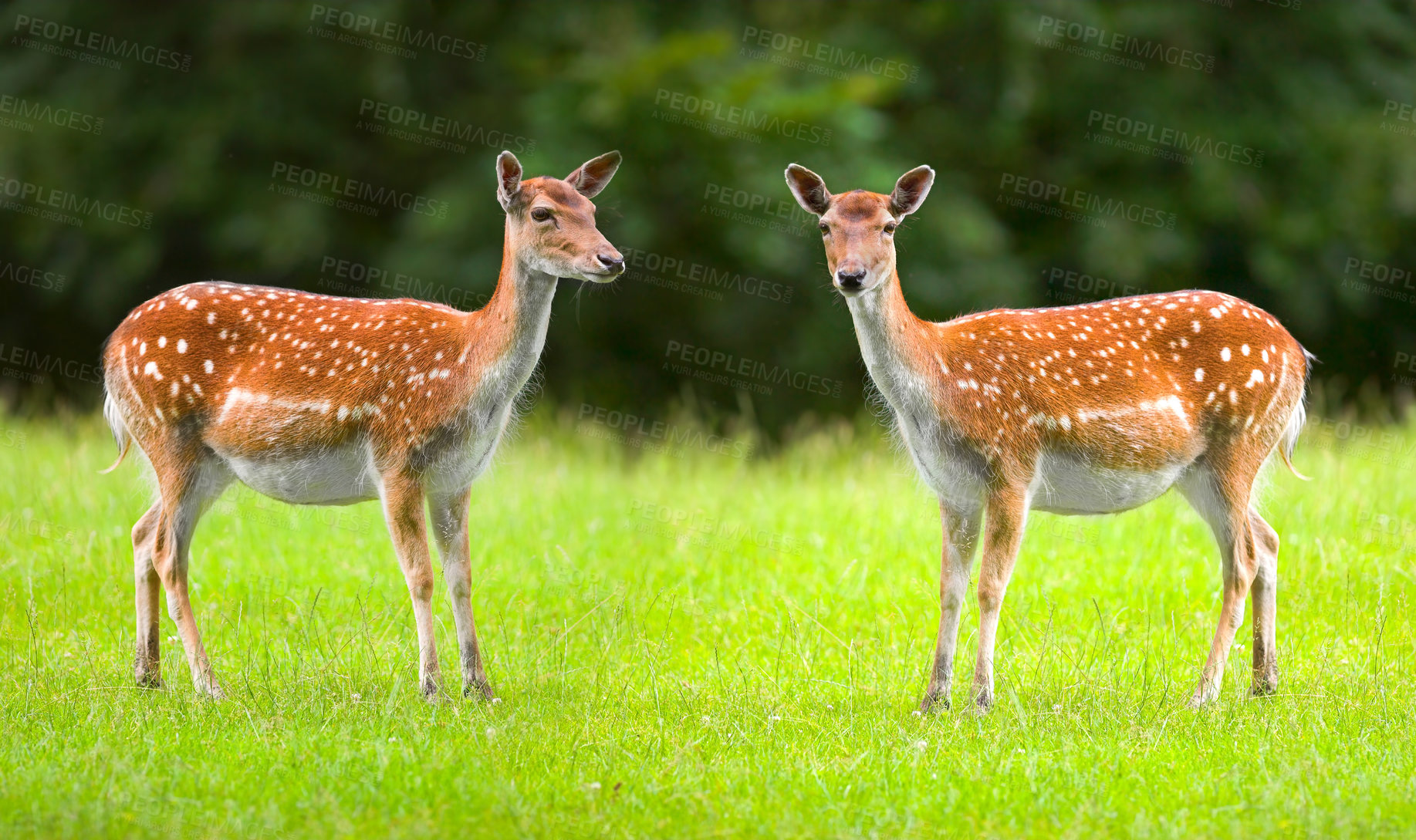 Buy stock photo A female deer (fallow dear) in natural setting