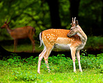 Deer (fallow deer)