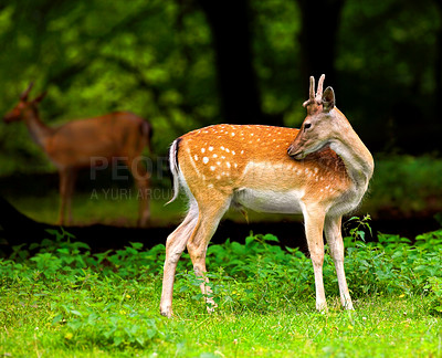 Buy stock photo A female deer (fallow dear) in natural setting