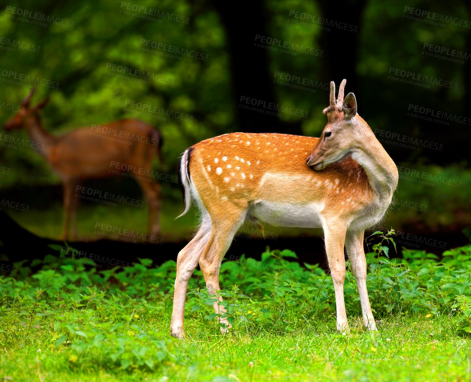 Buy stock photo A female deer (fallow dear) in natural setting