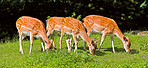 Deer (fallow deer)