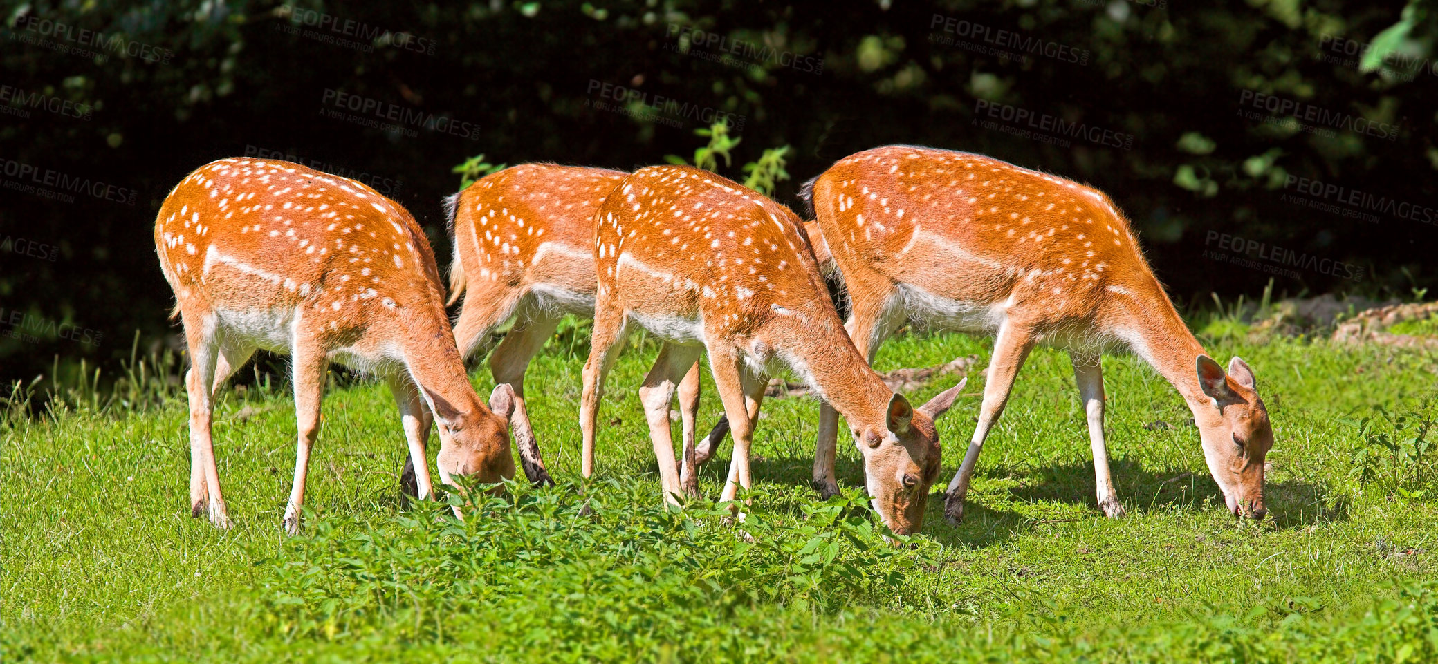 Buy stock photo A female deer (fallow dear) in natural setting