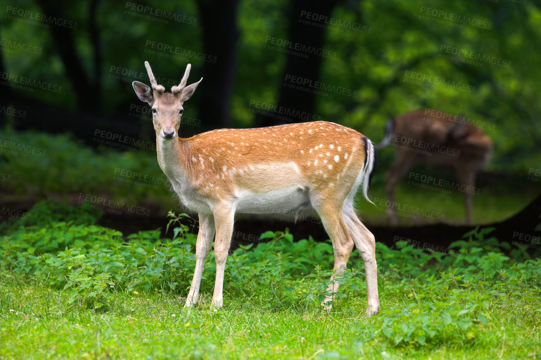 Buy stock photo A female deer (fallow dear) in natural setting