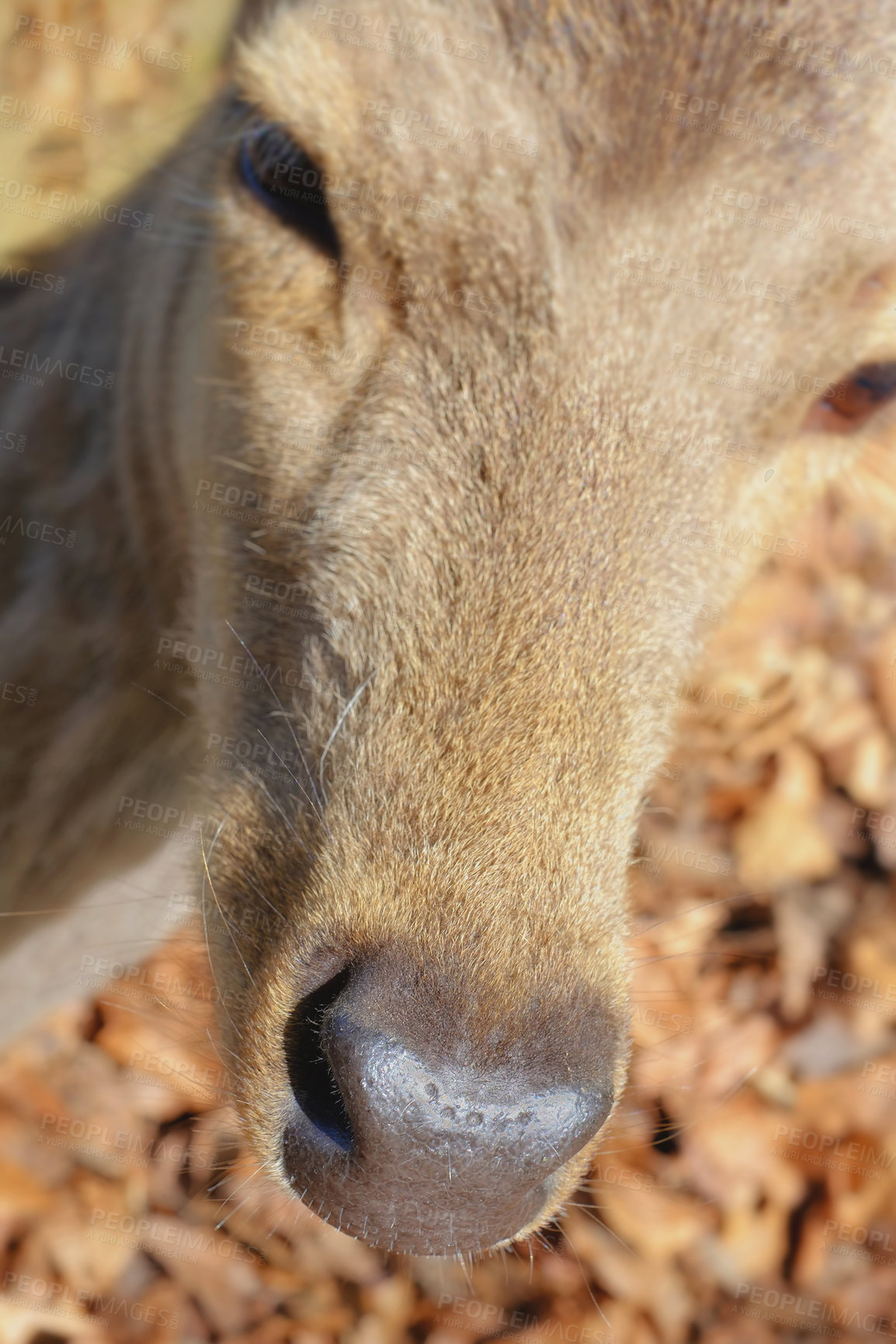 Buy stock photo A female deer (fallow dear) in natural setting