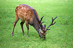 Deer (fallow deer)