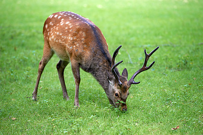 Buy stock photo A female deer (fallow dear) in natural setting