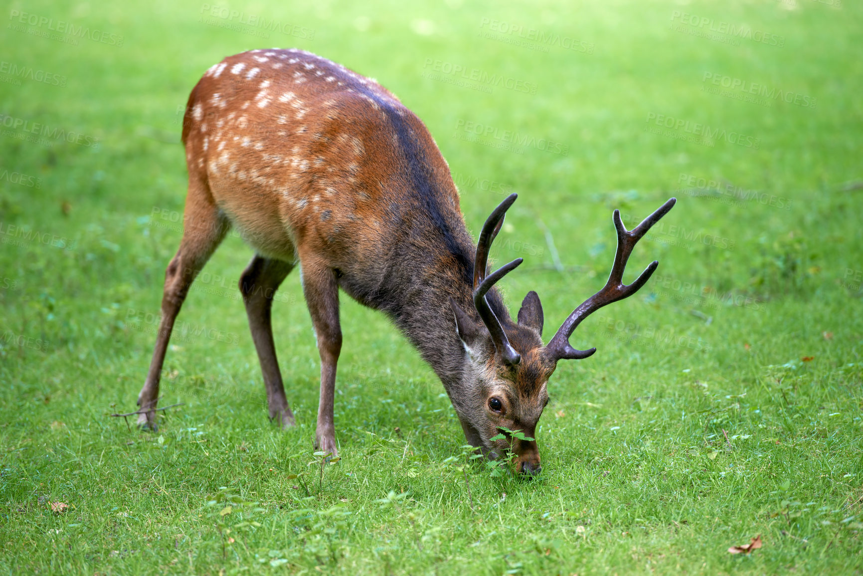 Buy stock photo A female deer (fallow dear) in natural setting