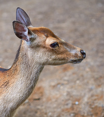 Buy stock photo A female deer (fallow dear) in natural setting