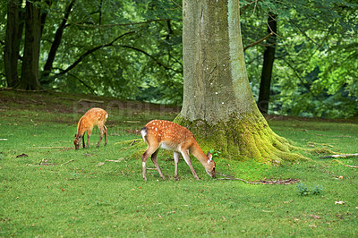 Buy stock photo A female deer (fallow dear) in natural setting