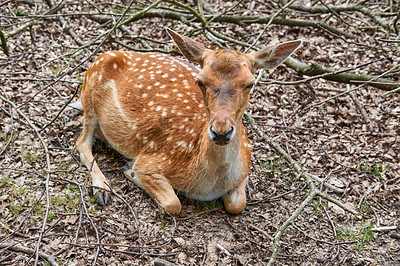 Buy stock photo A female deer (fallow dear) in natural setting