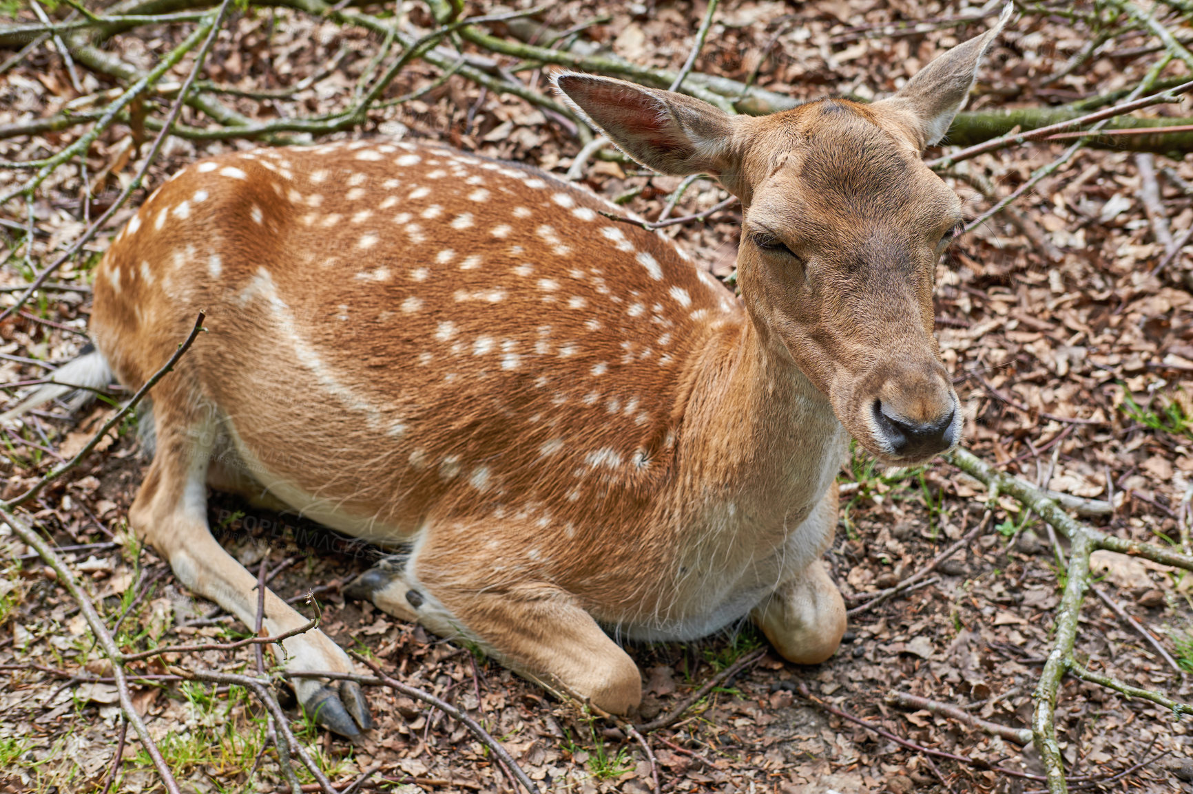 Buy stock photo A female deer (fallow dear) in natural setting