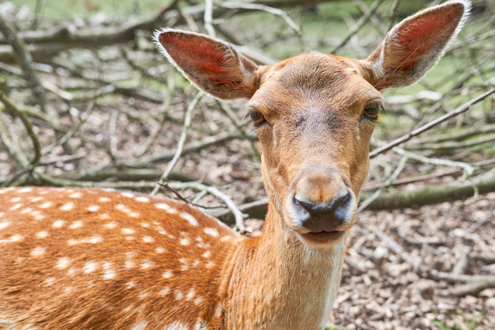 Buy stock photo A female deer (fallow dear) in natural setting