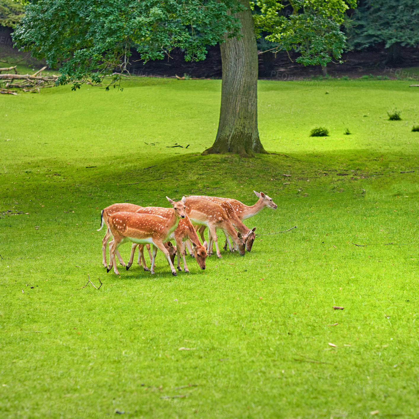 Buy stock photo A female deer (fallow dear) in natural setting