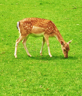 Buy stock photo A female deer (fallow dear) in natural setting