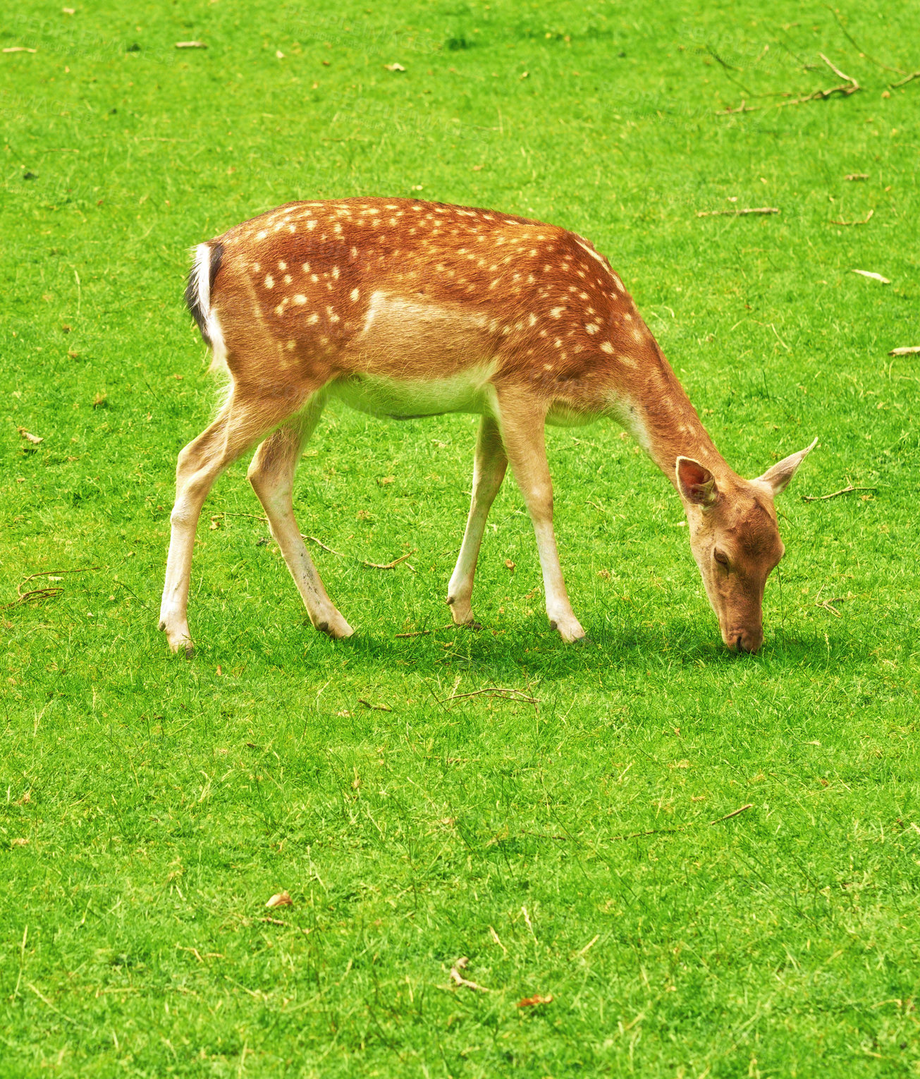 Buy stock photo A female deer (fallow dear) in natural setting