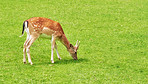 Deer (fallow deer)