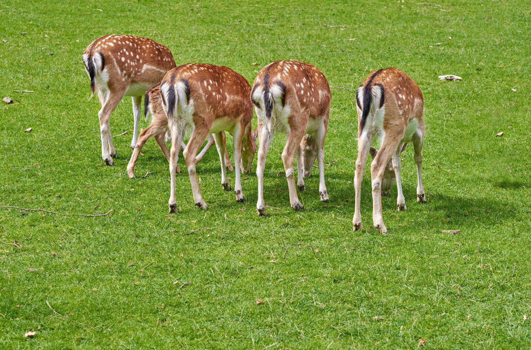 Buy stock photo Nature, agriculture and deers in field by grass for grazing, eating or wildlife diet in countryside. Feed, outdoor and back of fawns together on lawn for nutrition, food or wellness on farm. 