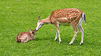 Deer (fallow deer)