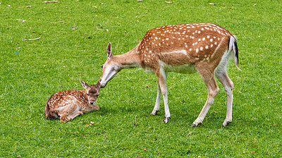 Buy stock photo A female deer (fallow dear) in natural setting