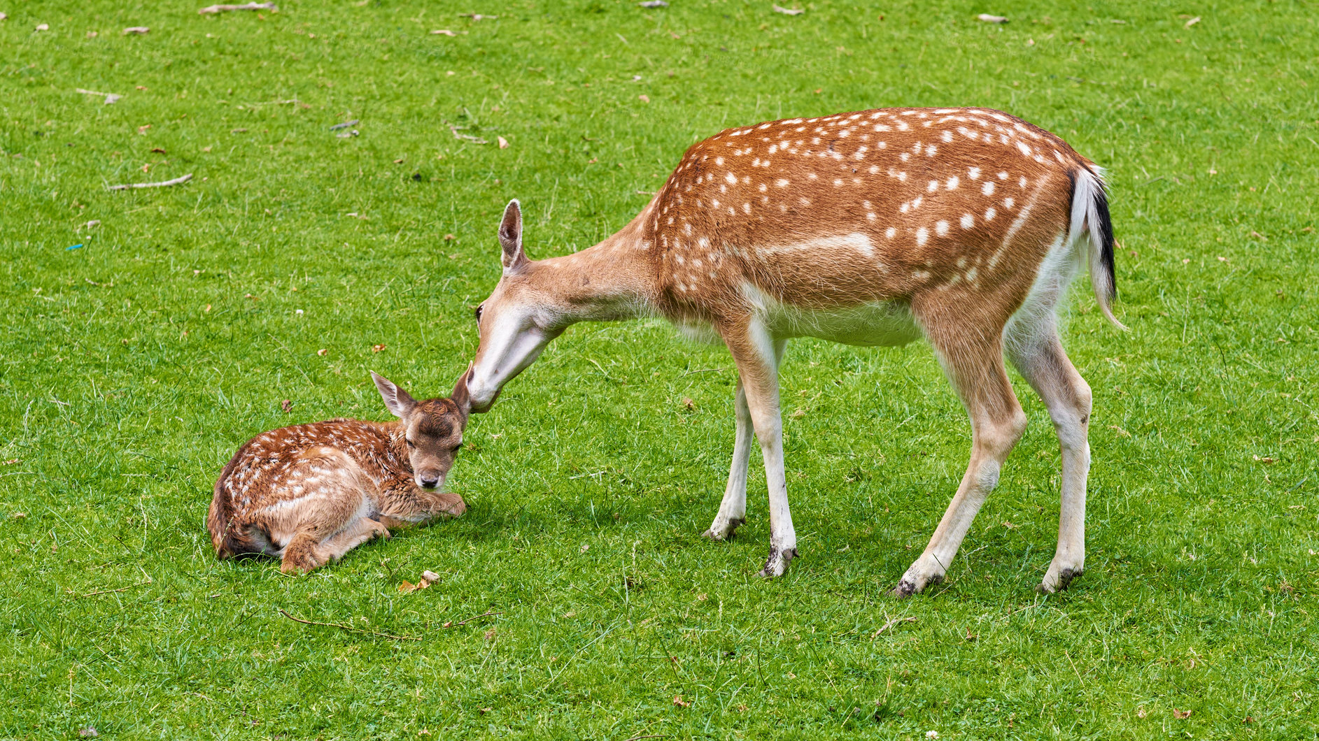 Buy stock photo A female deer (fallow dear) in natural setting