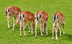 Deer (fallow deer)