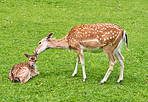 Deer (fallow deer)