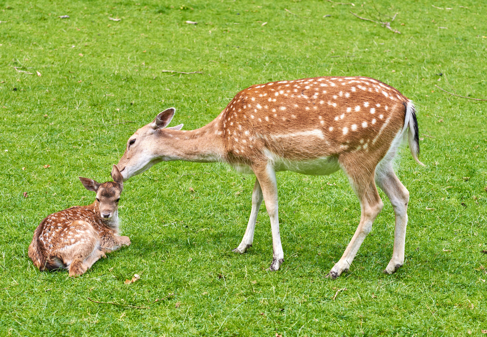 Buy stock photo A female deer (fallow dear) in natural setting