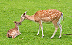 Deer (fallow deer)