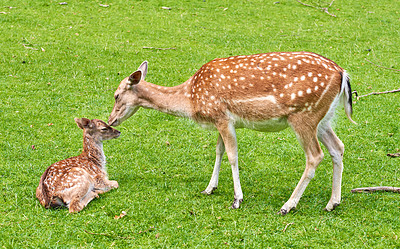 Buy stock photo A female deer (fallow dear) in natural setting