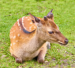 Deer (fallow deer)