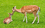 Deer (fallow deer)