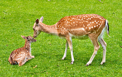 Buy stock photo A female deer (fallow dear) in natural setting