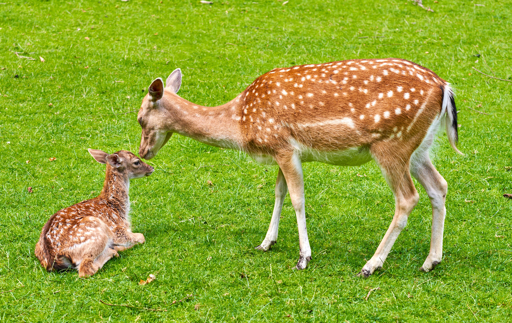 Buy stock photo A female deer (fallow dear) in natural setting