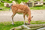 Deer (fallow deer)