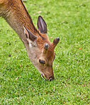 Deer (fallow deer)