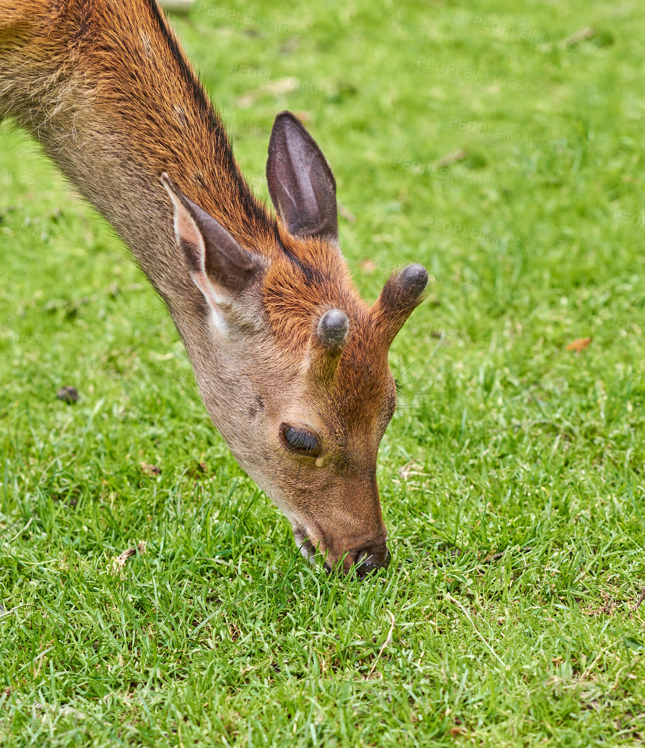 Buy stock photo A female deer (fallow dear) in natural setting