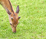 Deer (fallow deer)