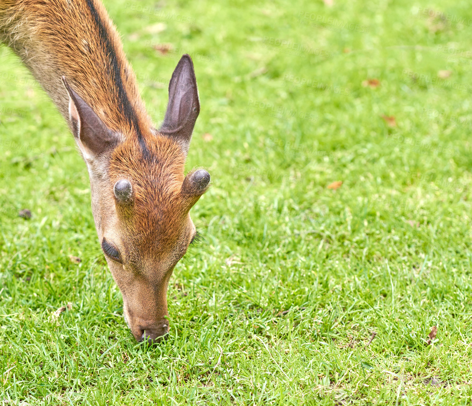 Buy stock photo A female deer (fallow dear) in natural setting