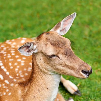 Buy stock photo A female deer (fallow dear) in natural setting