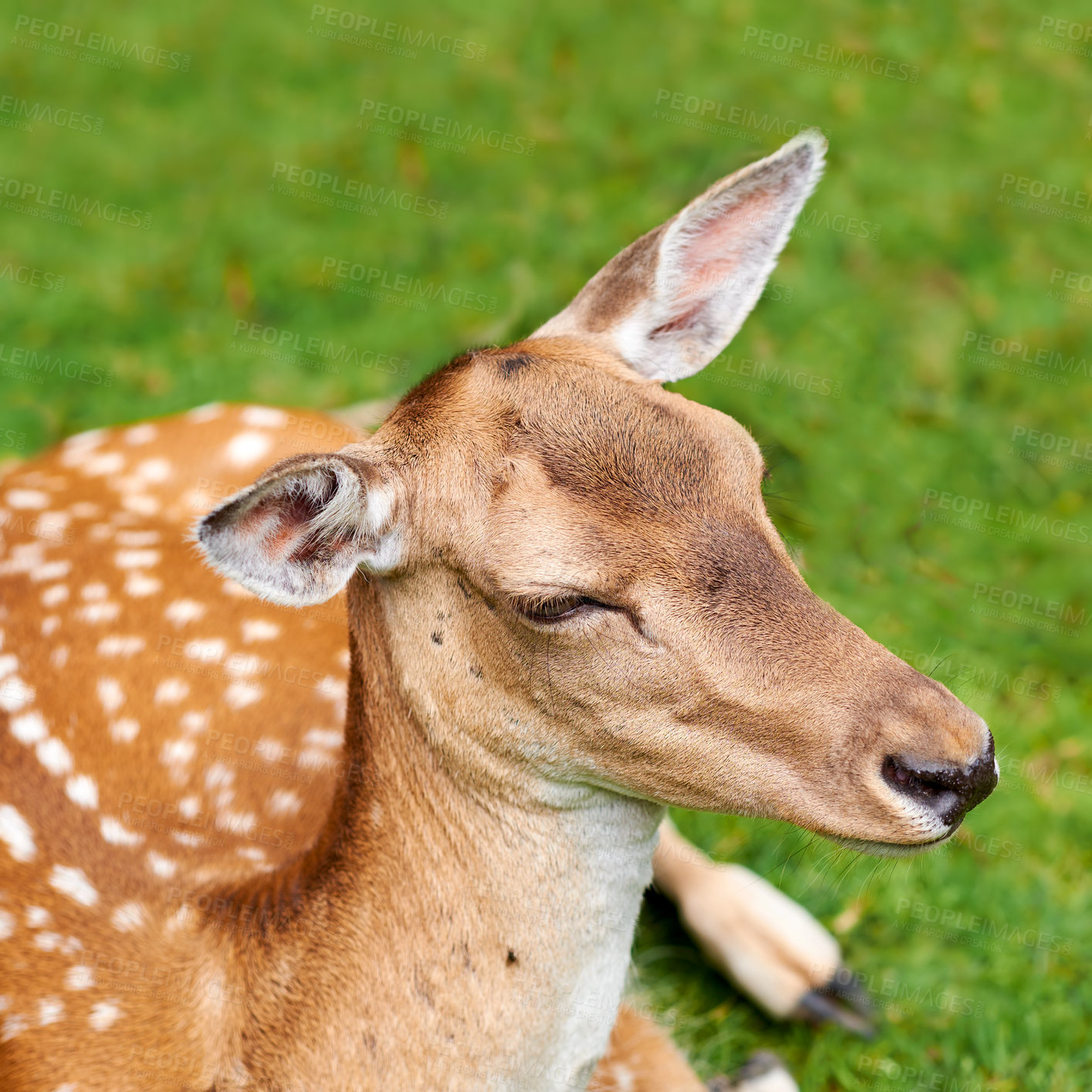 Buy stock photo A female deer (fallow dear) in natural setting