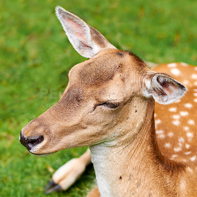 Buy stock photo A female deer (fallow dear) in natural setting