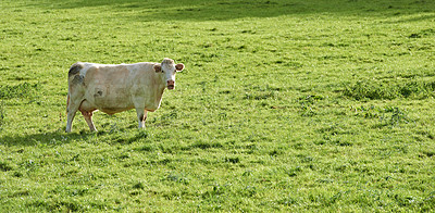 Buy stock photo Brown and white cows standing in farm pasture