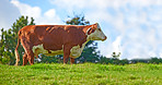 Cows - brown and white