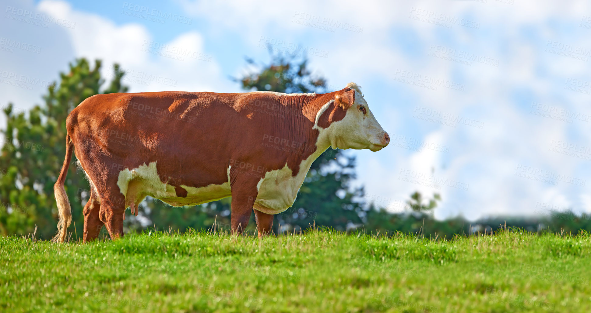 Buy stock photo Brown and white cow on a field in rural countryside with blue sky copyspace background. Raising and breeding livestock cattle on a farm for beef and dairy industry. Landscape with animals in nature