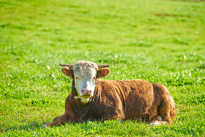 Buy stock photo One cow sitting on a green field in rural countryside with copy space. Raising and breeding livestock cattle on a farm for beef and dairy industry. Landscape one animal on pasture or grazing land